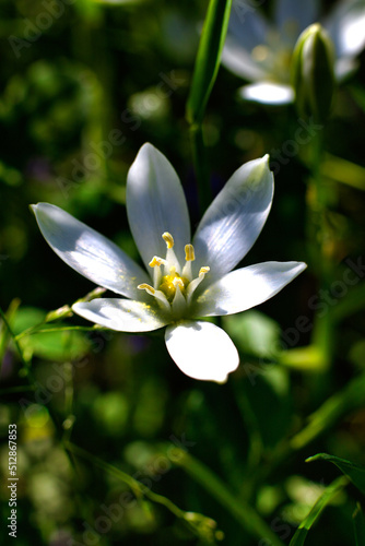 biały, kwiat, roślina, łąka, natura , flower, nature, white, plant, meadow