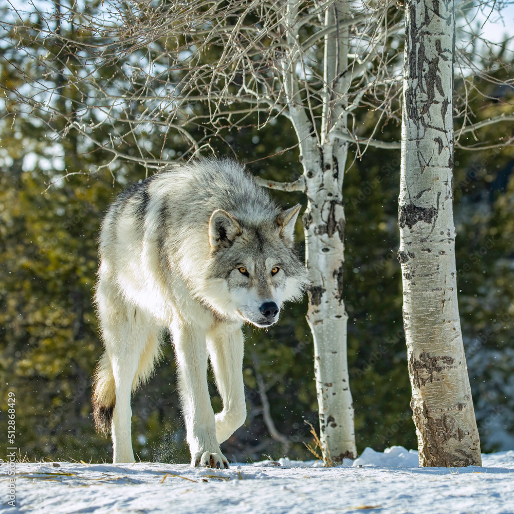Obraz premium Wolf Stalking In The Trees