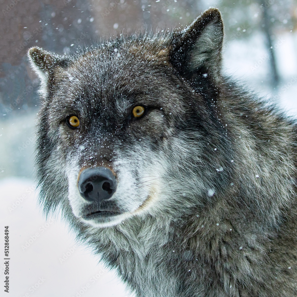 Fototapeta premium Wolf With Surprised Expression