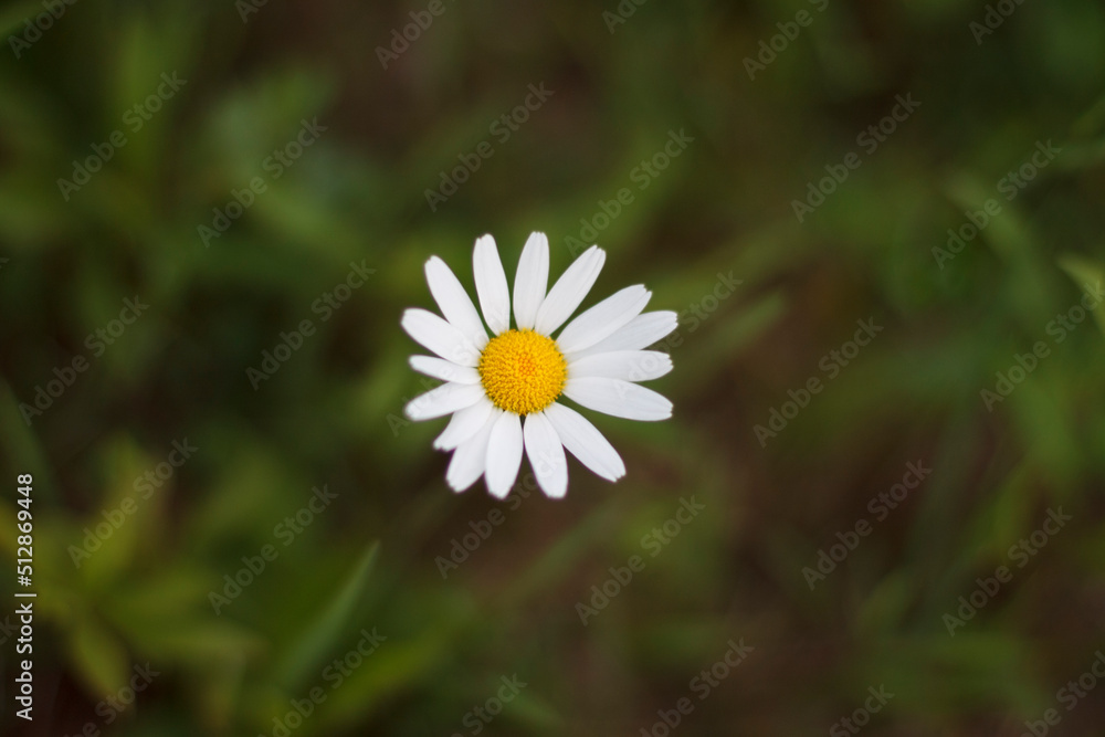 Obraz premium white daisy flower