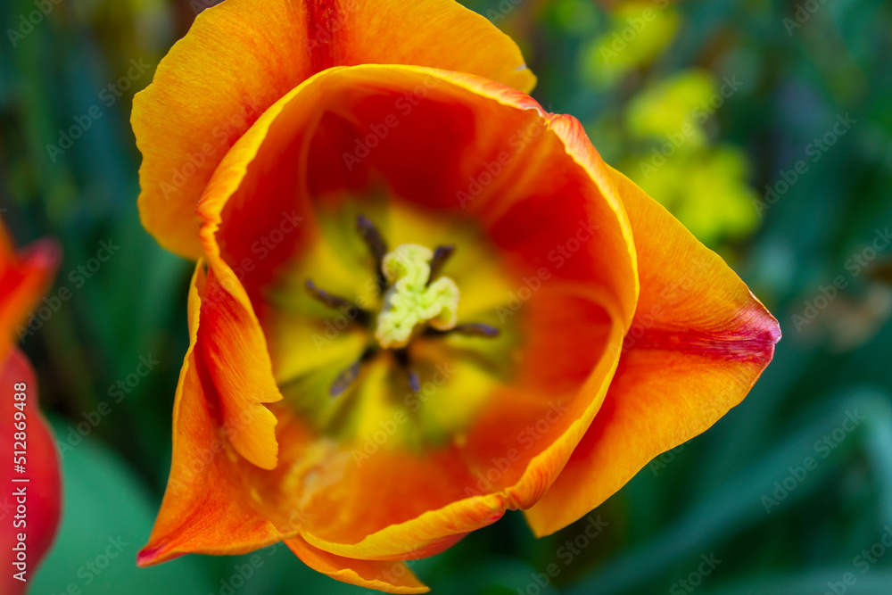 red tulip flower red tulip flower