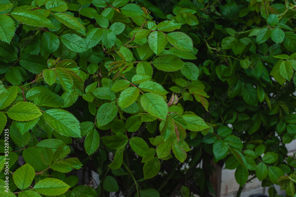 Green foliage of blueberries with dew drops. Close-up. Fresh dew drops on green leaves. Blueberry bushes. natural leaves background. Rain drops on leaf with blurred background Green foliage of blueberries with dew drops. Close-up. Fresh dew drops on green leaves. Blueberry bushes. natural leaves background. Rain drops on leaf with blurred background