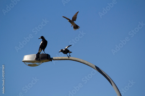 Australian Magpie (Gymnorhina tibicen)