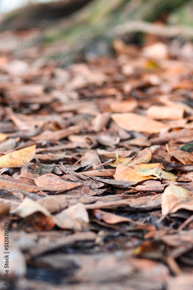 autumn leaves on the ground of a tree stump