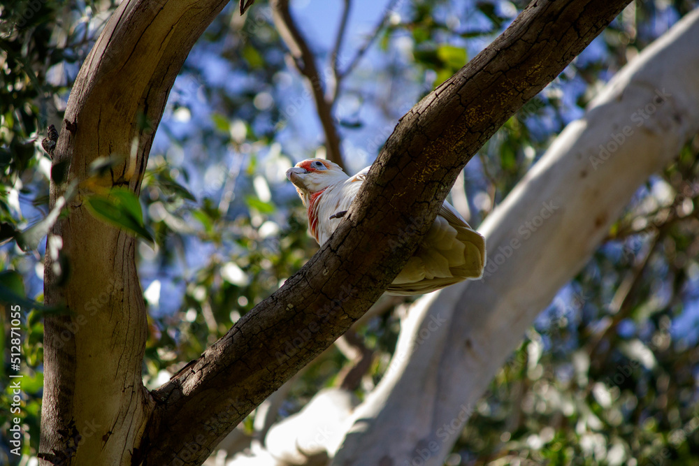 Long-billed Corella ( Cacatua tenuirostris) Long-billed Corella ( Cacatua tenuirostris)