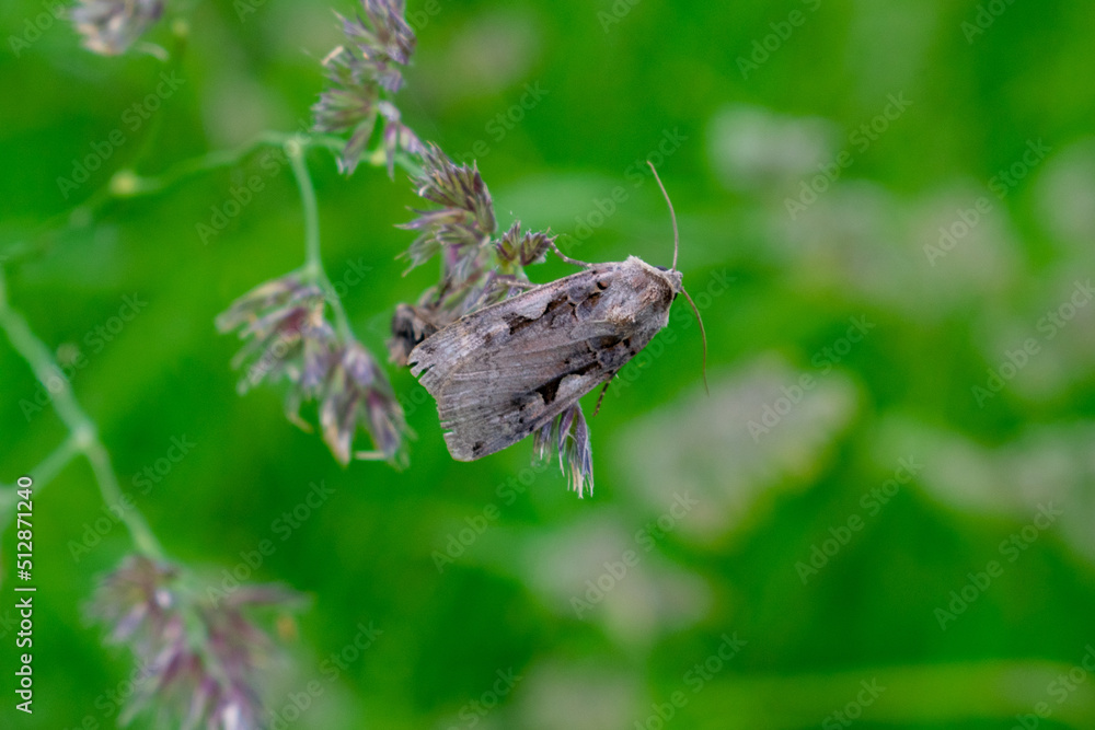 A moth sitting on the grass. A moth sitting on the grass.