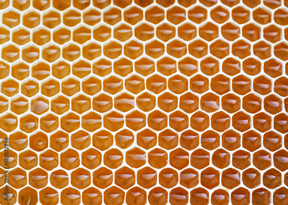 Beekeeping - close-up of cells filled with honey. Background texture and pattern of a section of wax honeycomb from a bee hive in a full frame view. Organic BIO farming, animal rights, back to nature.