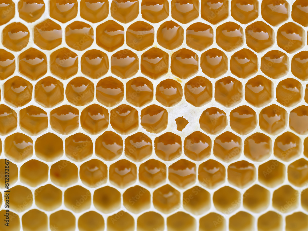 Beekeeping - close-up of cells filled with honey. Background texture and pattern of a section of wax honeycomb from a bee hive in a full frame view. Organic BIO farming, animal rights, back to nature.