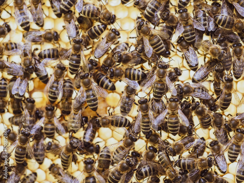 Bees work on honeycomb with honey in the hive. Swarm of insect (Apis mellifera) in apiary close-up. Organic BIO farming, animal rights, back to nature concept.