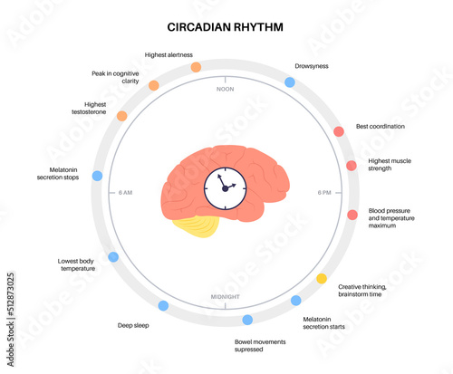 Sleep wake cycle