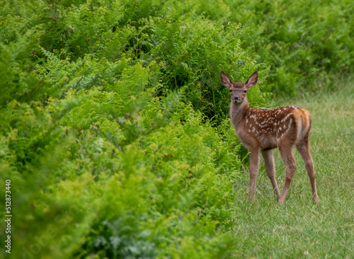 baby deer  in the Hyde park