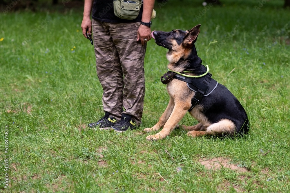 Service German Shepherd, in unloading, sits on the grass next to the owner Service German Shepherd, in unloading, sits on the grass next to the owner
