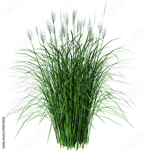 Top view of Plant (Vetiver Chrysopogon zizanioides) Tree illustration vector	