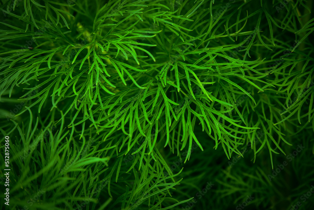 Close up of grass. Natural background from plants. Dark green grass background or texture.
