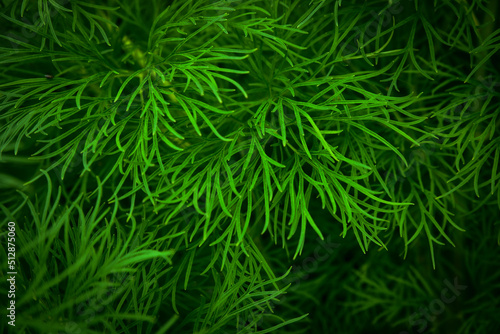 Close up of grass. Natural background from plants. Dark green grass background or texture.