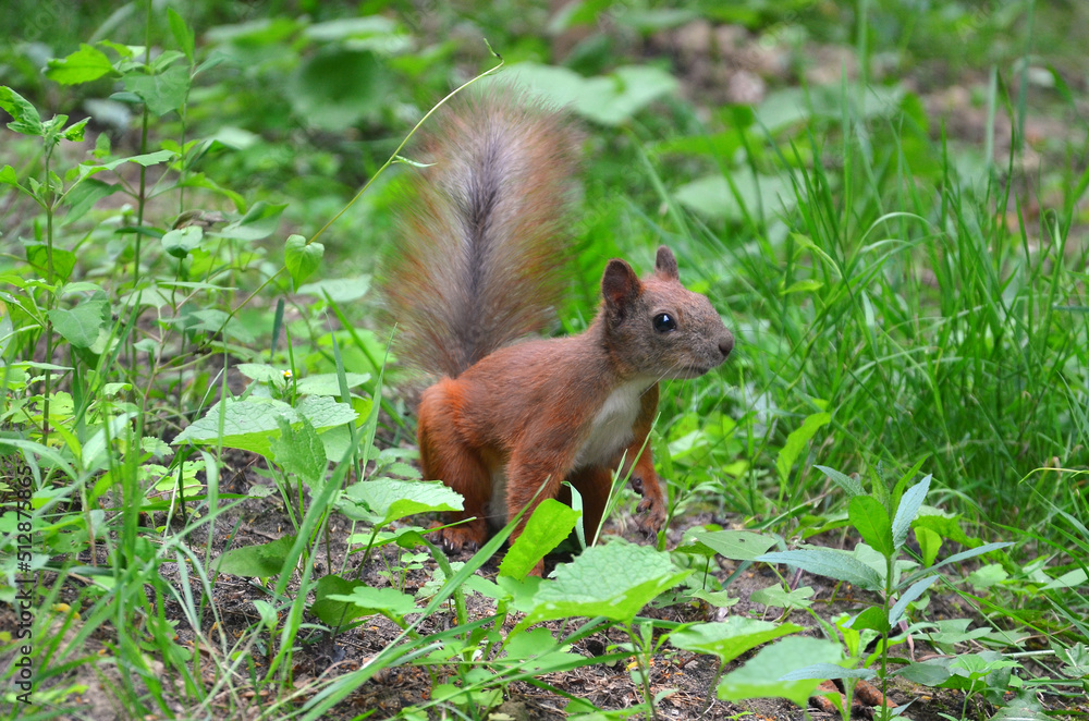 red squirrel with white tummy looking for nuts on the green grass. Close up photo. Animals wildlife photos red squirrel with white tummy looking for nuts on the green grass. Close up photo. Animals wildlife photos