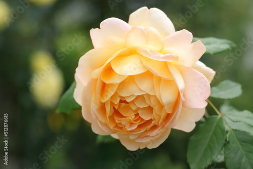 Open incredibly beautiful yellow Rose in the garden. Floral background. Soft focus. Close up beautiful yellow rose. Natural floral background. Horizontal photo. Beautiful postcard. no people.