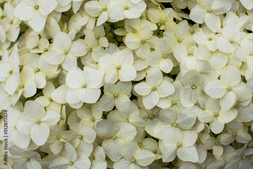 Background, texture, cover, banner. Inflorescence of white hydrangea close-up.
Background, texture, cover, banner. Inflorescence of white hydrangea close-up.