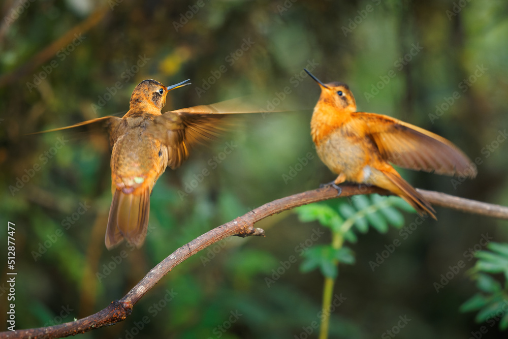 Fototapeta premium Two orange birds, Shining Sunbeam - Aglaeactis cupripennis hummingbird in Heliantheini in subfamily Lesbiinae, subspecies cupripennis and caumatonota