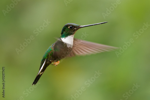 Collared Inca - Coeligena torquata hummingbird found in humid Andean forests in Venezuela, Colombia, Ecuador, Peru and Bolivia, white chest-patch, flower nectar especially from bromeliads