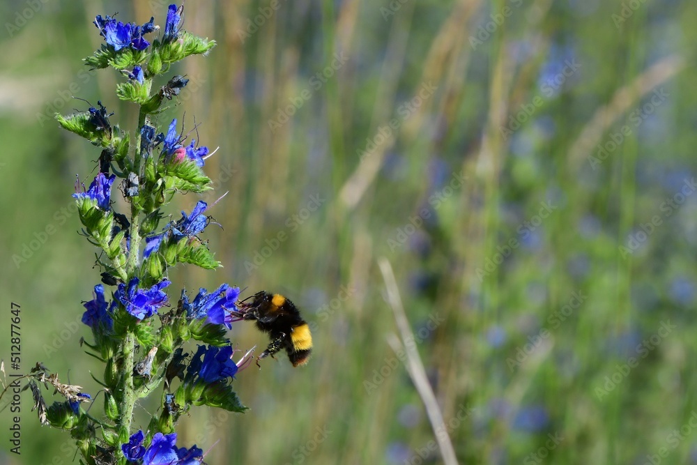 Obraz premium Piękny trzmiel podlatujący do kwiatu żmijowca zwyczajnego (Echium vulgare)