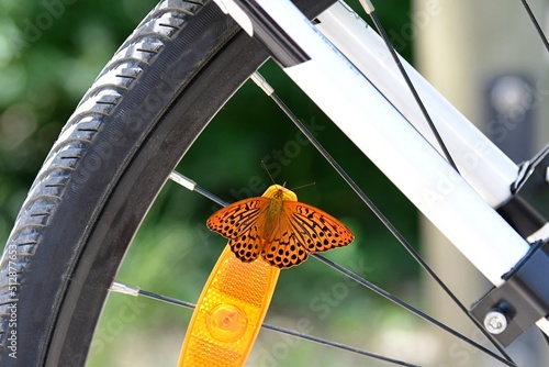 Motyl rusałka malinowiec (Argynnis paphia) siedząca na światełku odblaskowym na kole roweru