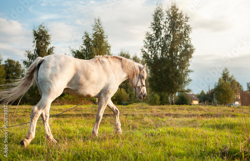 A white horse grazes in a meadow at sunset. © наталья саксонова