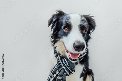 Funny cute puppy dog border collie wearing warm clothes scarf around neck isolated on white background. Winter or autumn dog portrait. Hello autumn fall. Hygge mood cold weather concept. © Юлия Завалишина