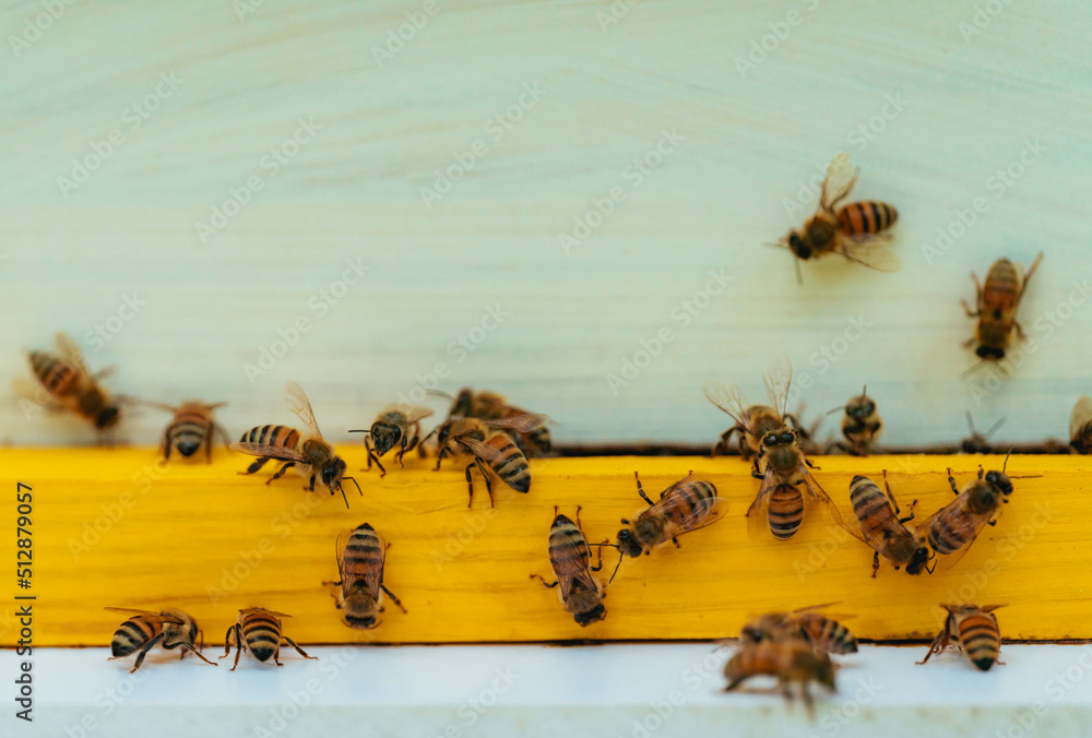 Obraz premium group bee working honey nature