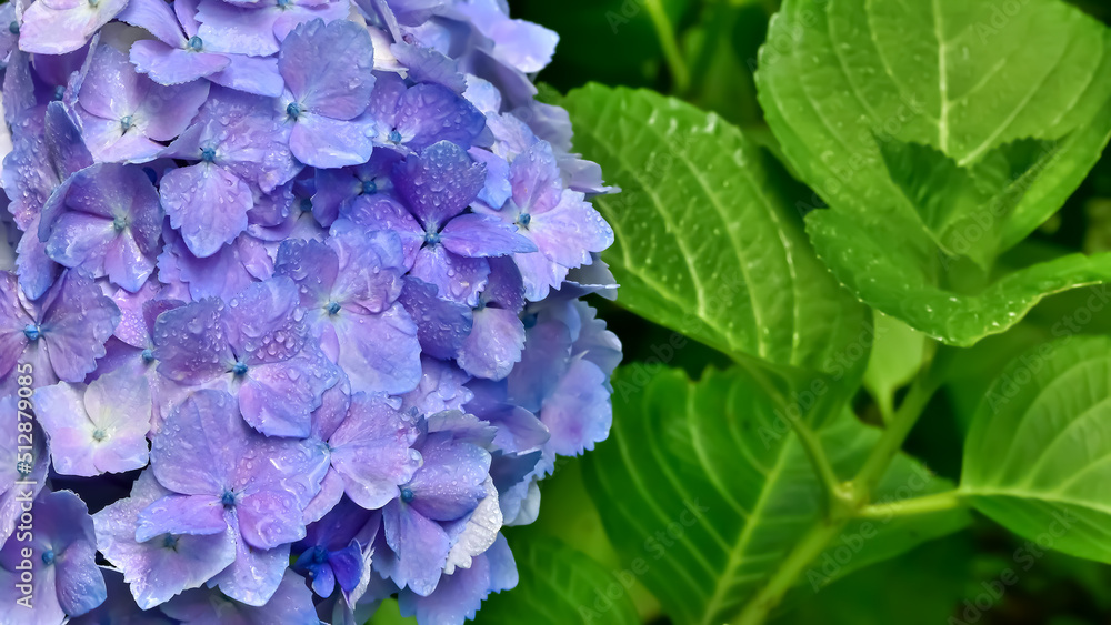 雨上がりの紫陽花(Hydrangea) 雨上がりの紫陽花(Hydrangea)