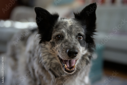 A Portrait of a Smiling Dog photo