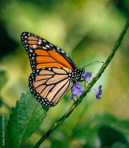 monarch butterfly on a flower © Cavan