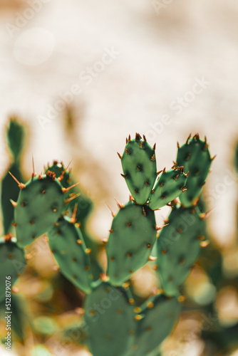 cactus with thorns California usa © Cavan