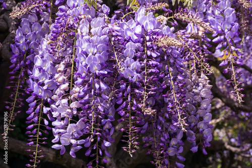 Lilac wisteria inflorescence close up