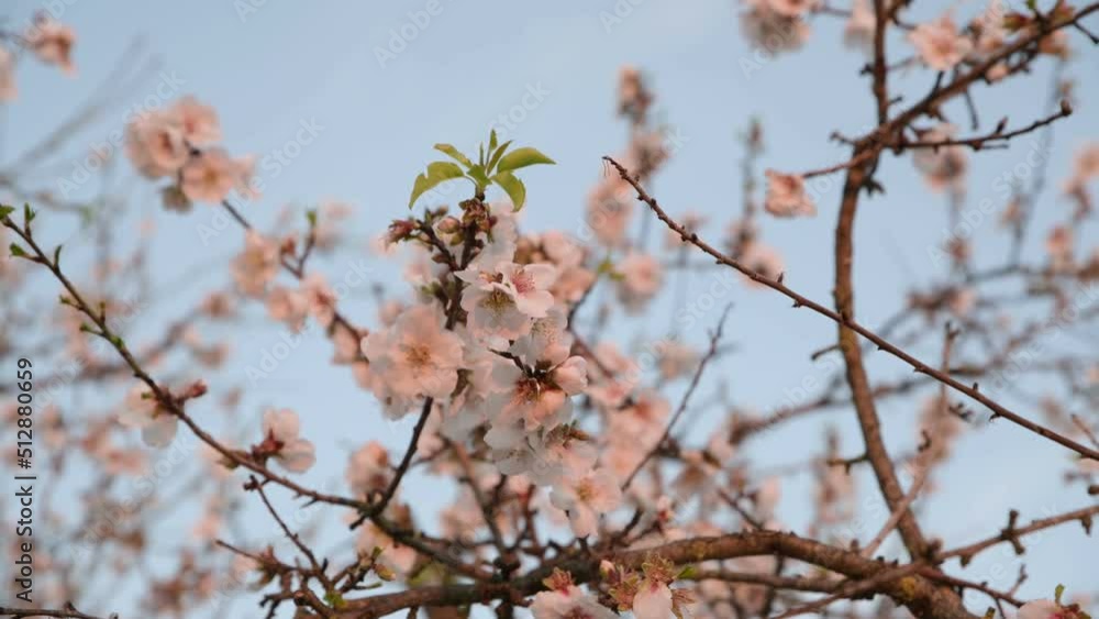 almond trees - Almond orchard in blossom in Agrigento, Sicily - flowering almond trees on a sunny day - trees blooming in orchard - A field of blossoming almond trees almond trees - Almond orchard in blossom in Agrigento, Sicily - flowering almond trees on a sunny day - trees blooming in orchard - A field of blossoming almond trees