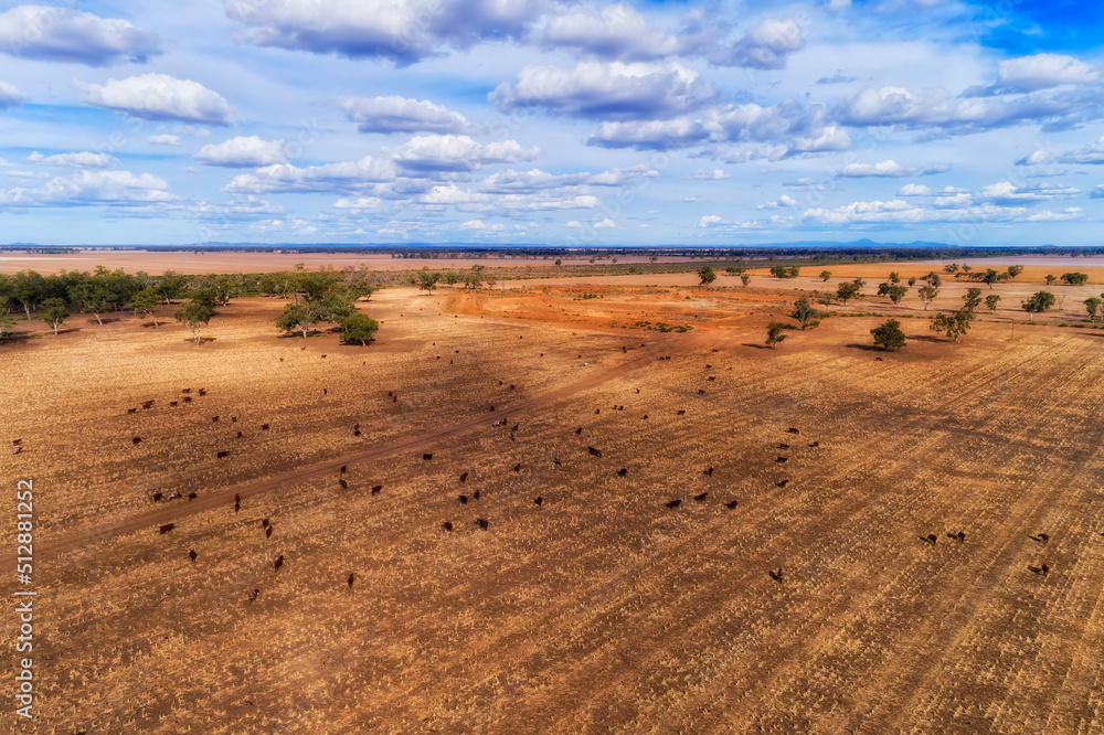 D Moree cattle dry plains D Moree cattle dry plains