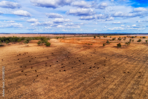 D Moree cattle dry plains