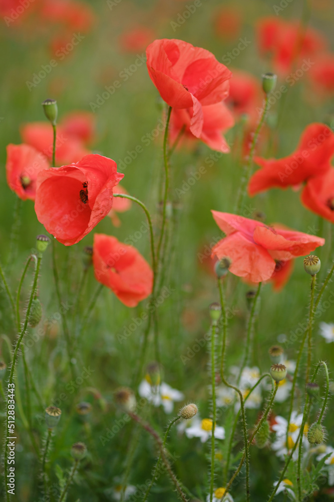 Blooming red poppies in the field, macro. Blooming red poppies in the field, macro.