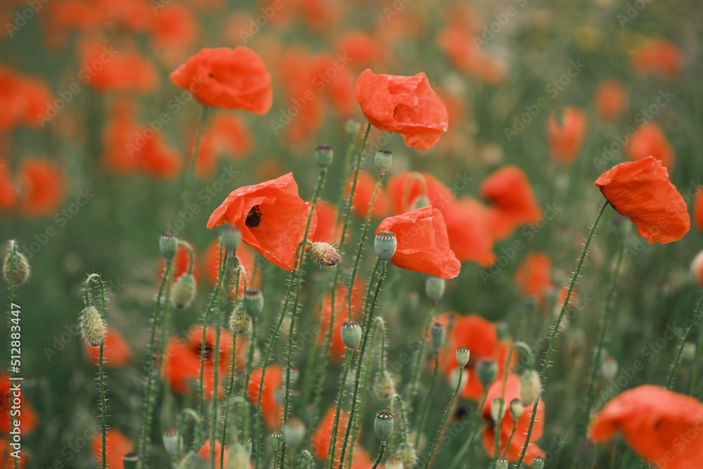 Obraz premium Blooming red poppies in the field, macro.