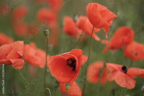 Blooming red poppies in the field, macro.