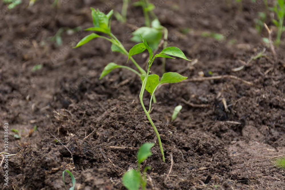 Young pepper plant in the garden on a spring day. Planting pepper seedlings in the ground. Concept of agriculture. Close up, selective focus Young pepper plant in the garden on a spring day. Planting pepper seedlings in the ground. Concept of agriculture. Close up, selective focus