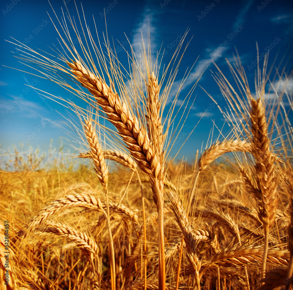 field of wheat field of wheat