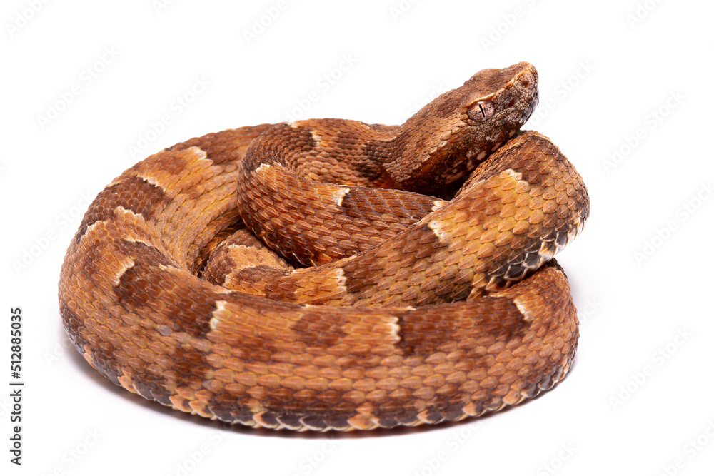 spoted lance head viper on the white backgroun spoted lance head viper on the white backgroun