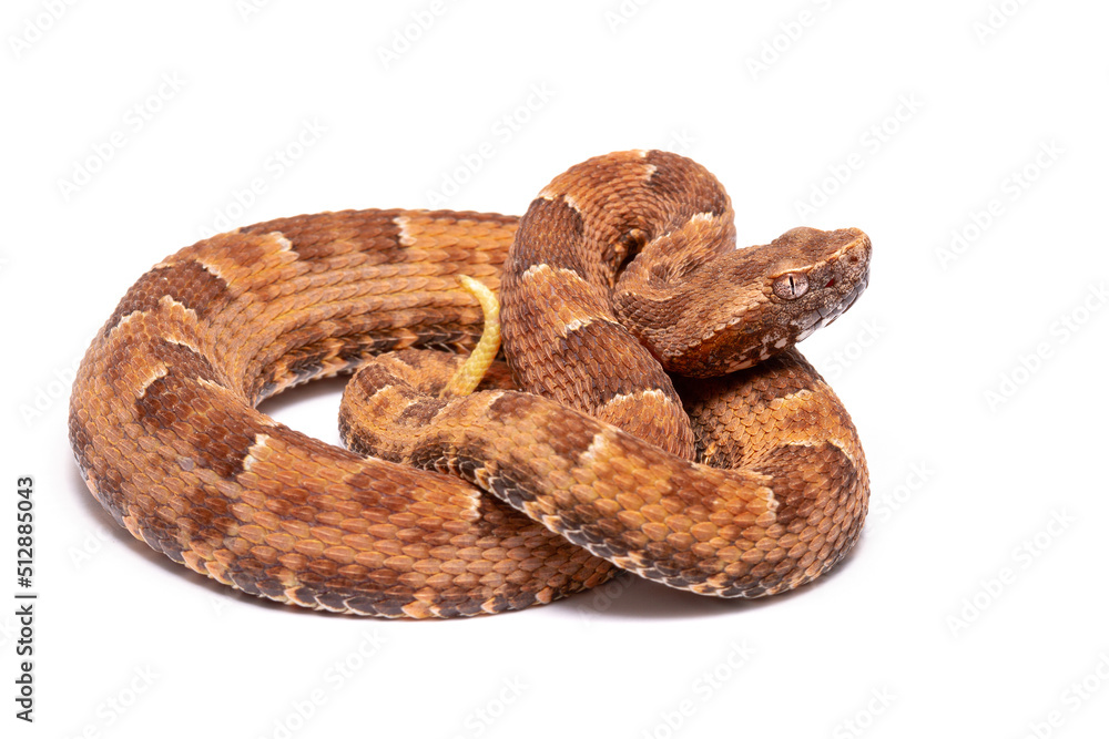 spoted lance head viper on the white backgroun spoted lance head viper on the white backgroun