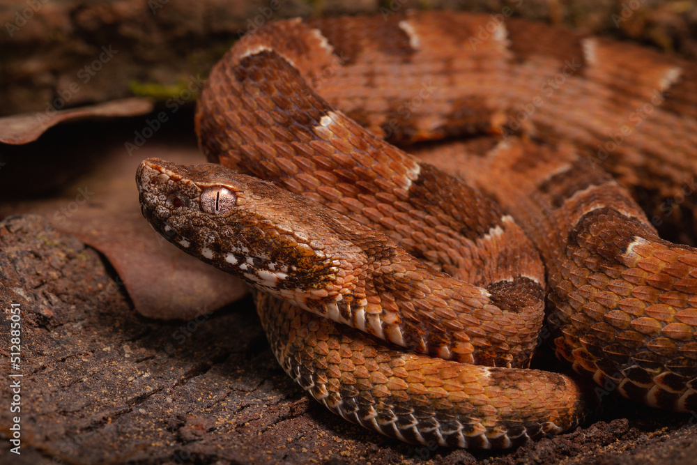 Obraz premium spoted lance head viper on the groun