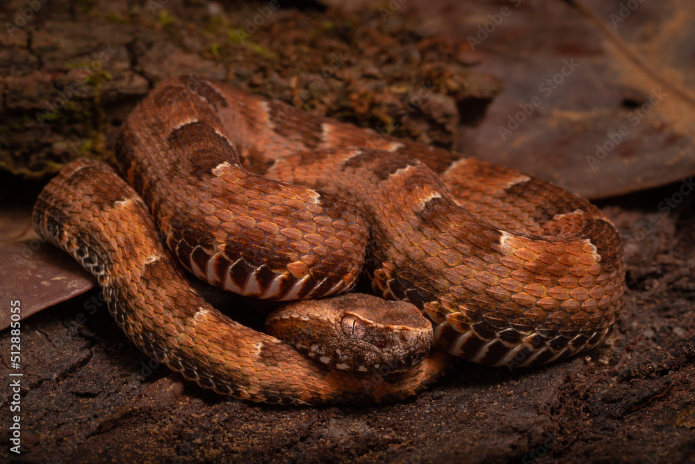 spoted lance head viper on the groun spoted lance head viper on the groun