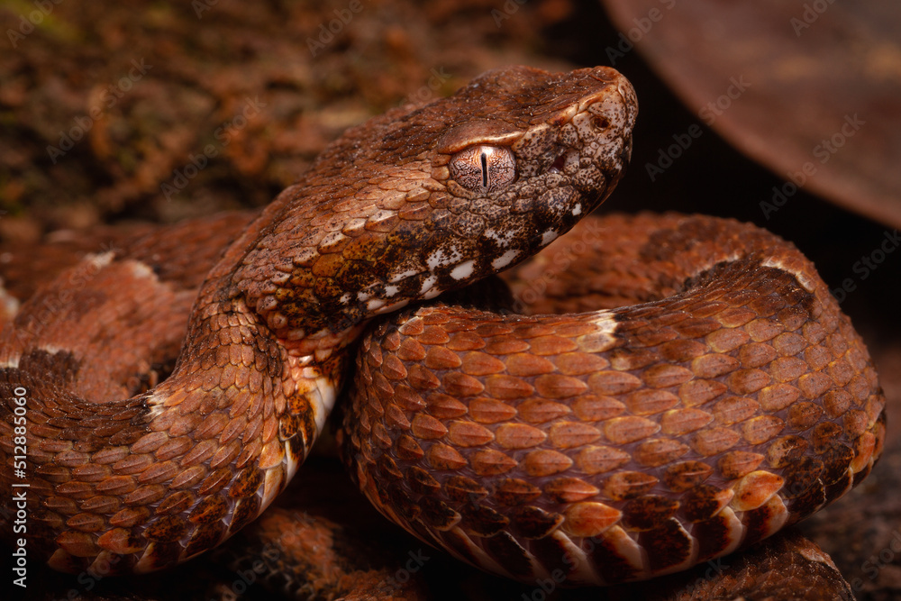 Obraz premium spoted lance head viper on the groun