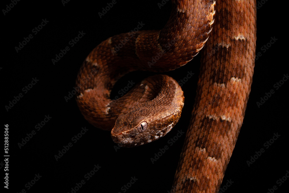 Obraz premium close up of spoted lance head viper on black backgroun