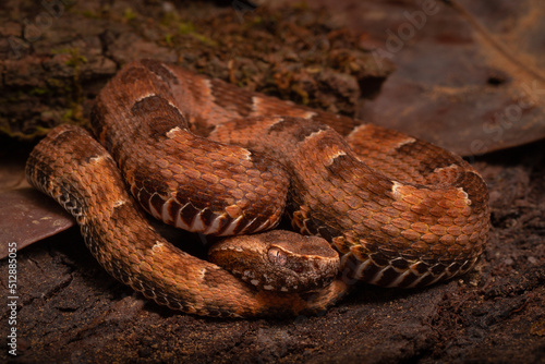 spoted lance head viper on the groun