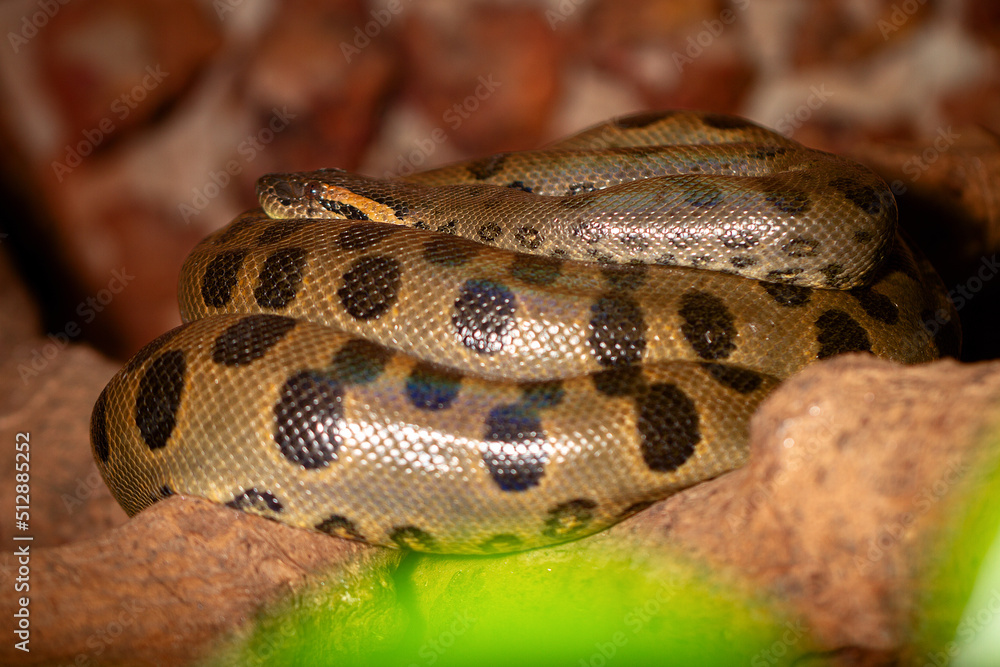 Fototapeta premium green anaconda on the tree